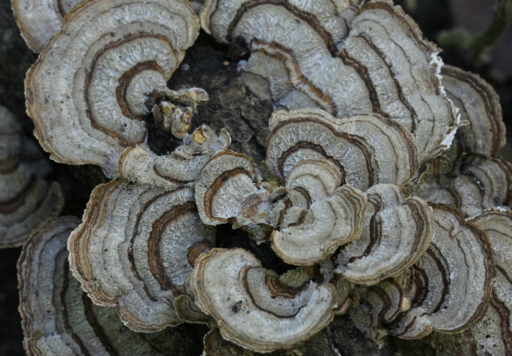 Turkeytail